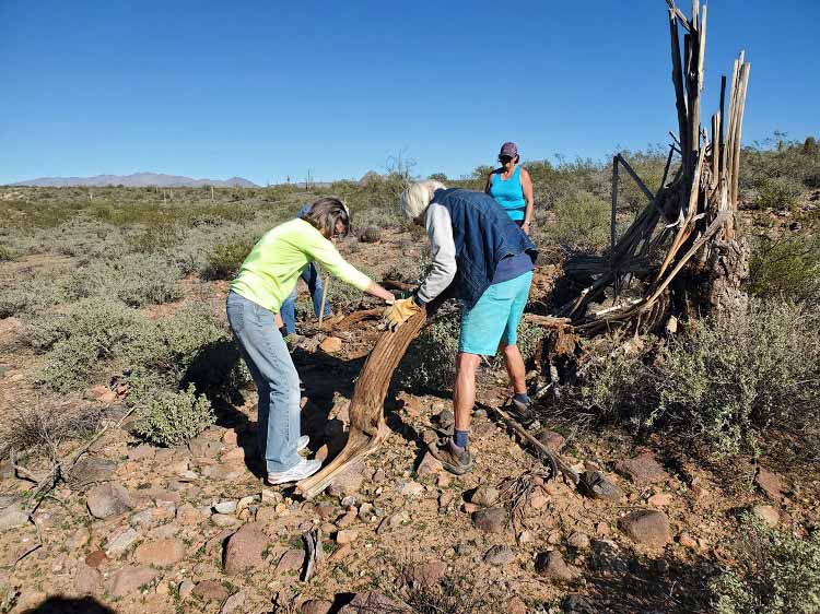 saguaro hunt